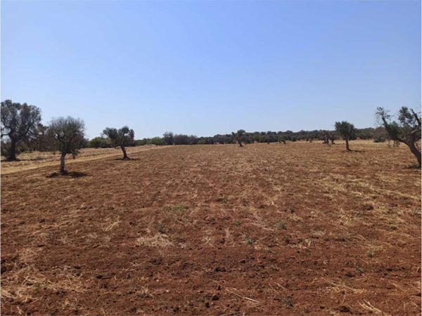 terreno edificabile in vendita a Carovigno in zona Serranova