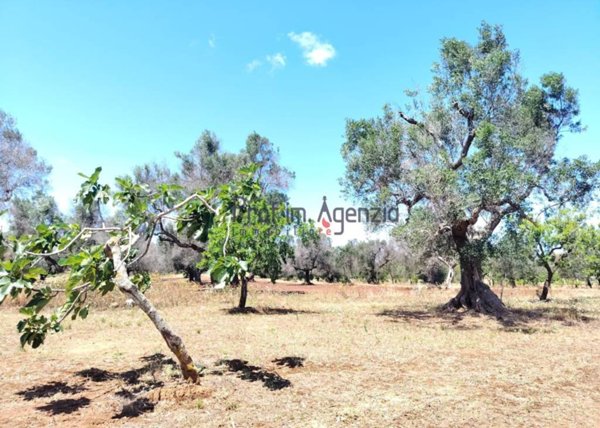 casa indipendente in vendita a Carovigno