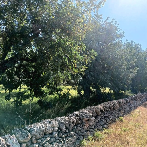 casa indipendente in vendita a Carovigno in zona Serranova