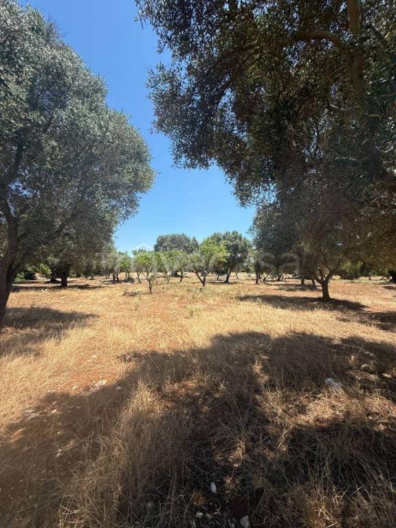 casa indipendente in vendita a Carovigno in zona Serranova