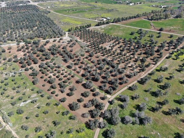 terreno agricolo in vendita a Carovigno in zona Serranova
