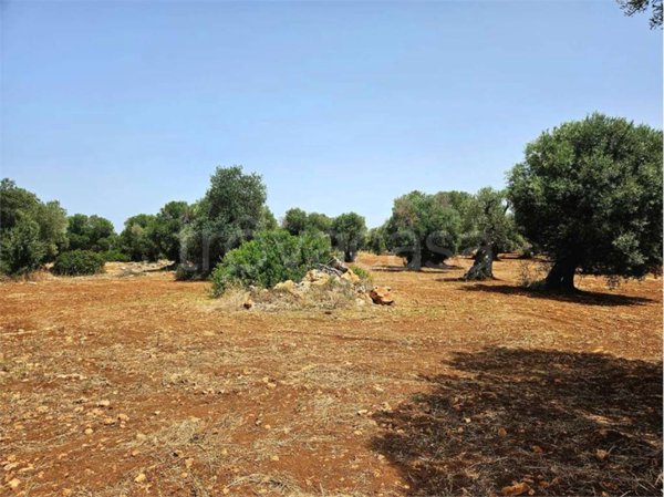 terreno in vendita a Carovigno