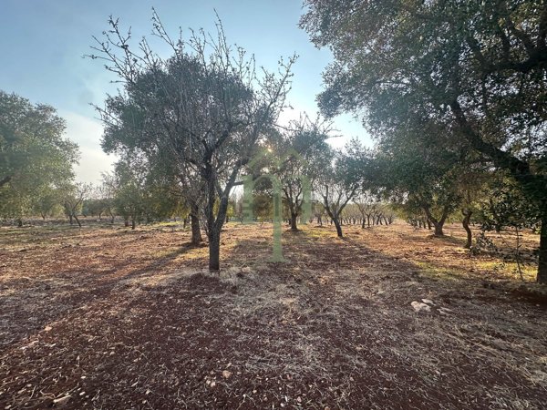 casa indipendente in vendita a Carovigno in zona Serranova