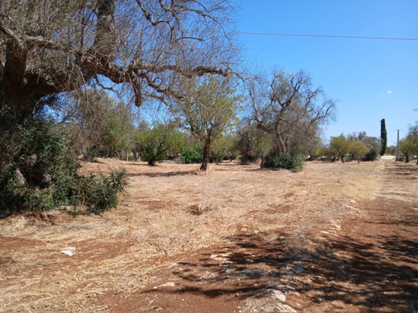 terreno in vendita a Carovigno in zona Serranova