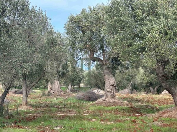 terreno in vendita a Carovigno