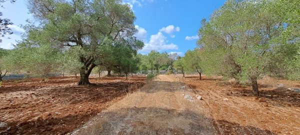 terreno in vendita a Carovigno in zona Serranova