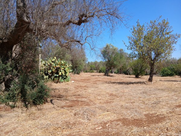 terreno in vendita a Carovigno in zona Serranova
