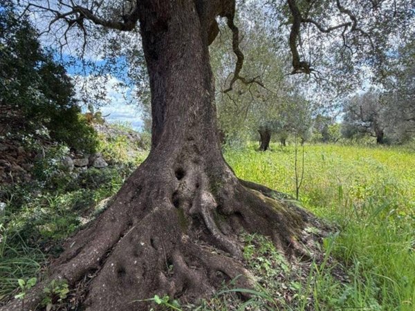 terreno in vendita a Carovigno in zona Serranova