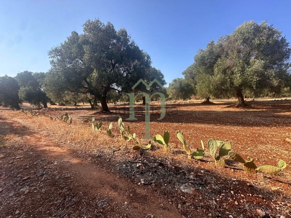 terreno in vendita a Carovigno in zona Serranova