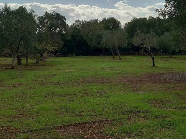 terreno in vendita a Carovigno in zona Serranova