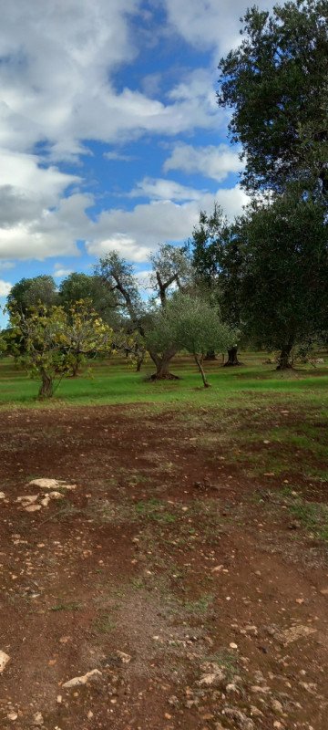 terreno in vendita a Carovigno in zona Serranova