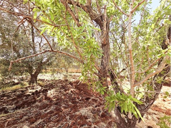 casa indipendente in vendita a Carovigno in zona Serranova