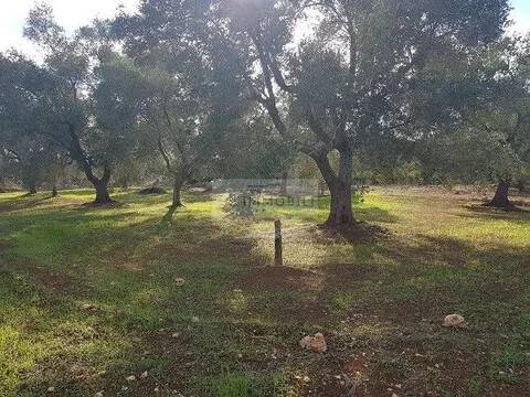 terreno in vendita a Carovigno in zona Serranova