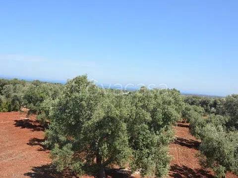 terreno in vendita a Carovigno