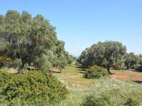 terreno in vendita a Carovigno
