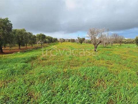 terreno in vendita a Carovigno in zona Serranova