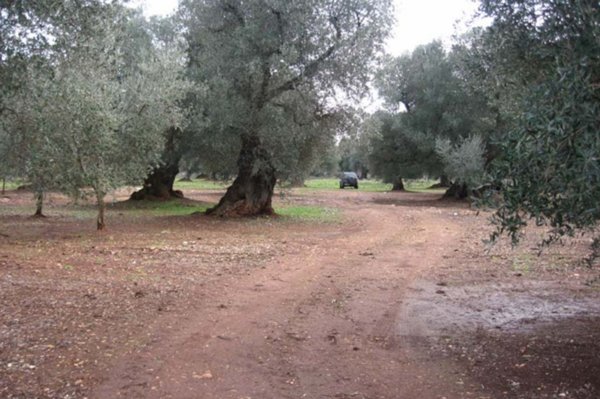 terreno edificabile in vendita a Ceglie Messapica