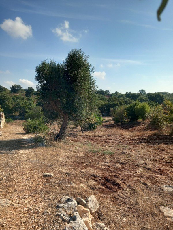 terreno agricolo in vendita a Ceglie Messapica