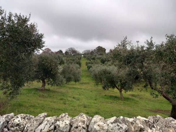 terreno agricolo in vendita a Ceglie Messapica
