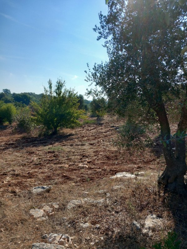 terreno agricolo in vendita a Ceglie Messapica