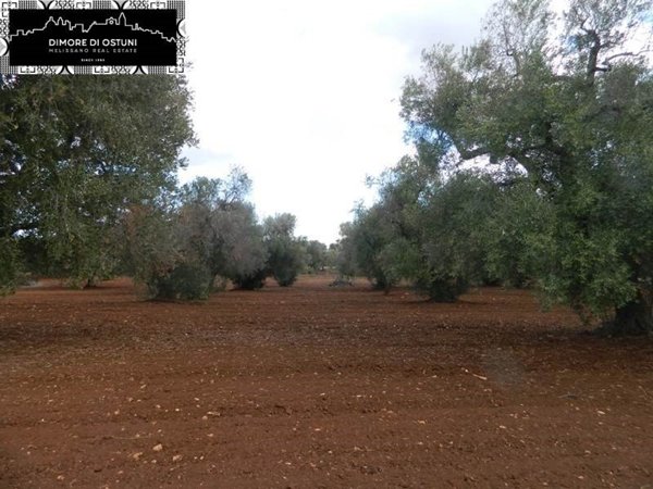 terreno agricolo in vendita a Ceglie Messapica