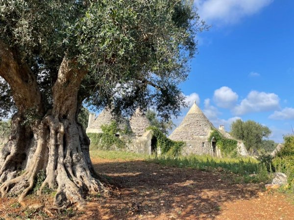 appartamento in vendita a Ceglie Messapica