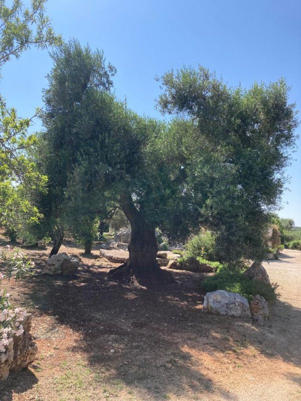 terreno agricolo in vendita a Ceglie Messapica