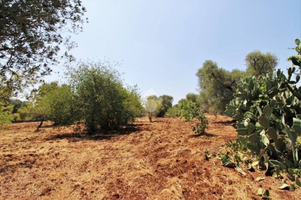 terreno agricolo in vendita a Ceglie Messapica