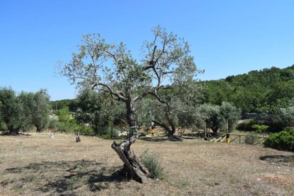 baita in vendita a Ceglie Messapica