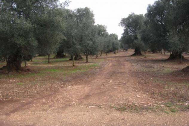 terreno agricolo in vendita a Ceglie Messapica