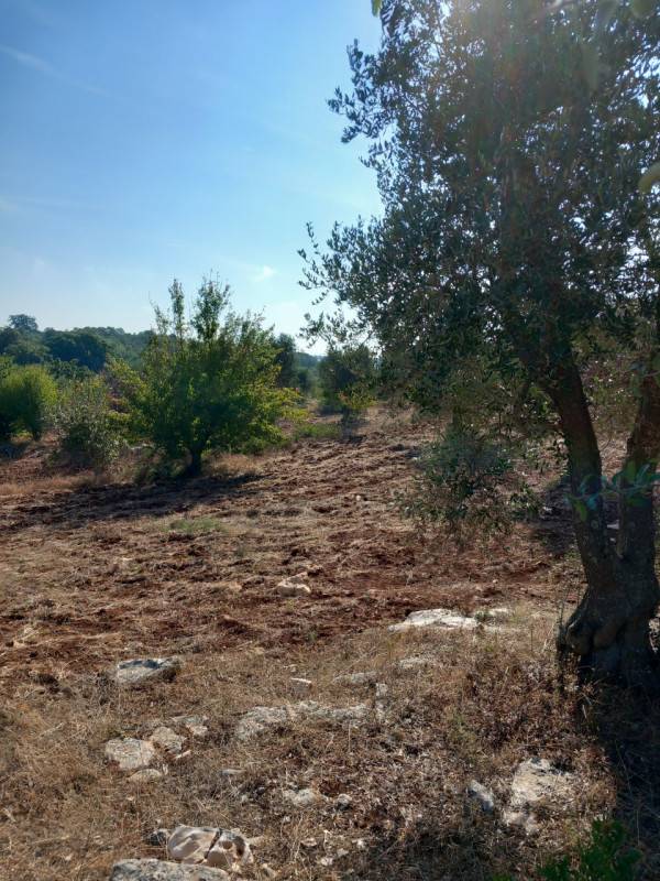 terreno agricolo in vendita a Ceglie Messapica