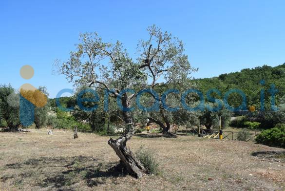 casa indipendente in vendita a Ceglie Messapica