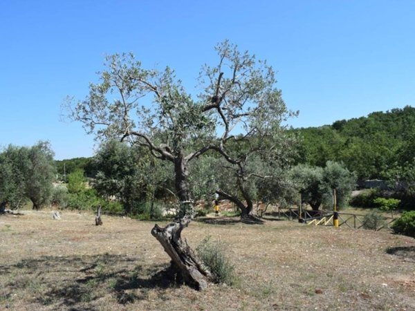 casa indipendente in vendita a Ceglie Messapica