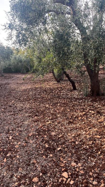 terreno agricolo in vendita a Ceglie Messapica