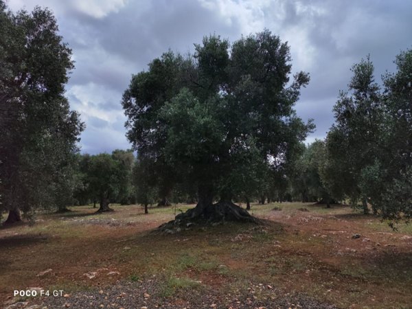 appartamento in vendita a Ceglie Messapica