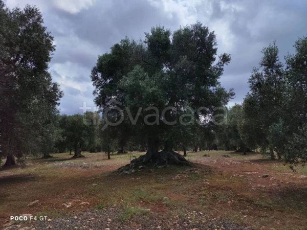 casa indipendente in vendita a Ceglie Messapica
