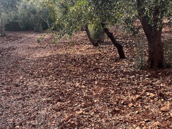 terreno agricolo in vendita a Ceglie Messapica