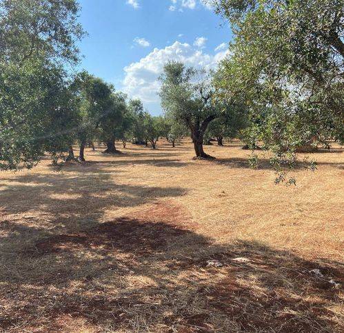 terreno agricolo in vendita a Ceglie Messapica
