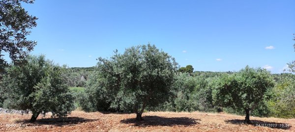 casale in vendita a Ceglie Messapica