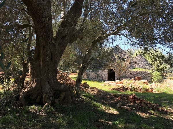 appartamento in vendita a Ceglie Messapica