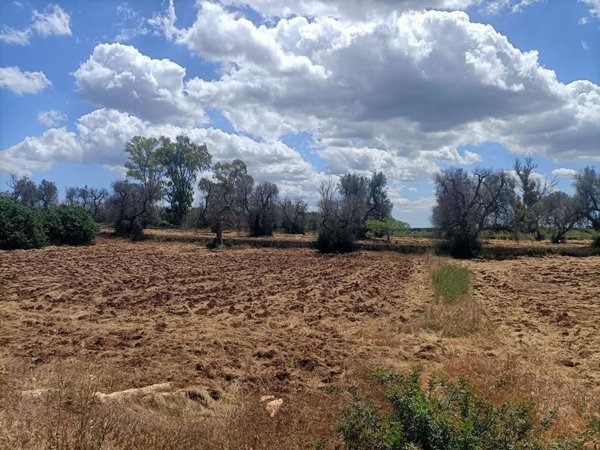 esavano in vendita a Ceglie Messapica