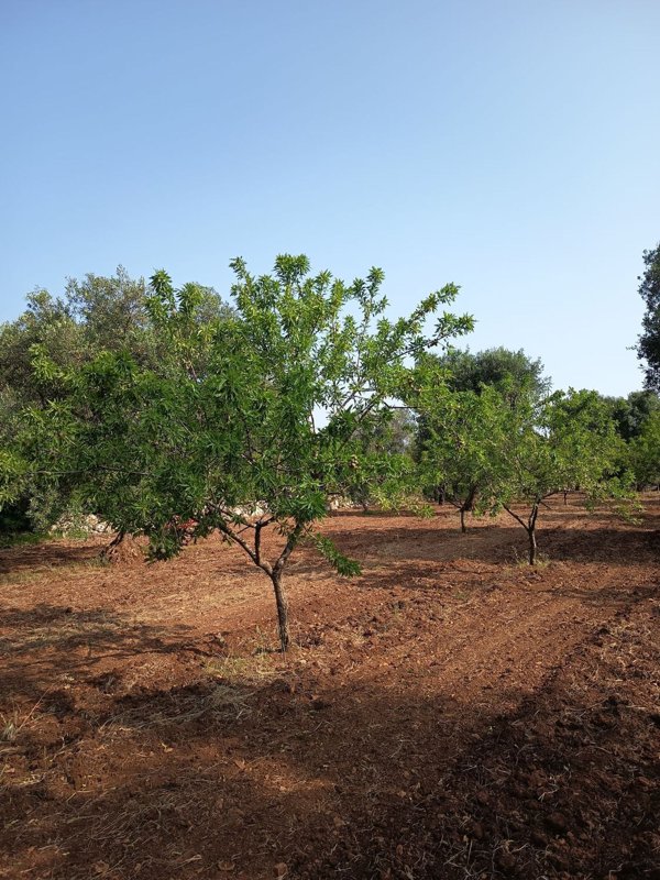 appartamento in vendita a Ceglie Messapica
