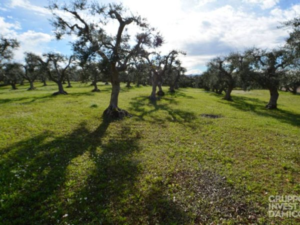 terreno agricolo in vendita a Ceglie Messapica