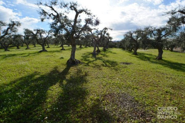 terreno agricolo in vendita a Ceglie Messapica