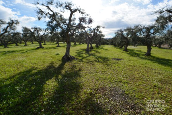 terreno agricolo in vendita a Ceglie Messapica
