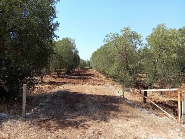 terreno agricolo in vendita a Ceglie Messapica