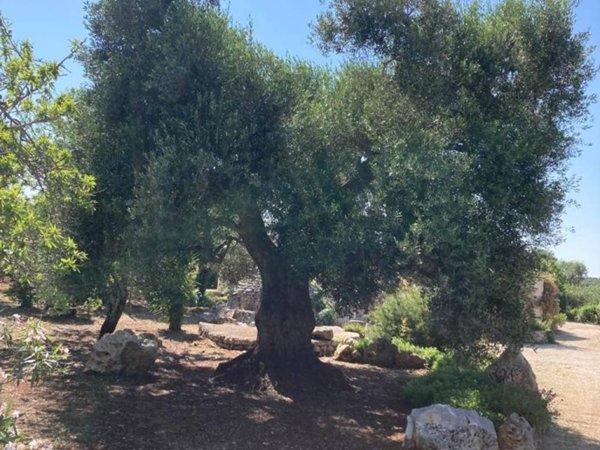 casale in vendita a Ceglie Messapica