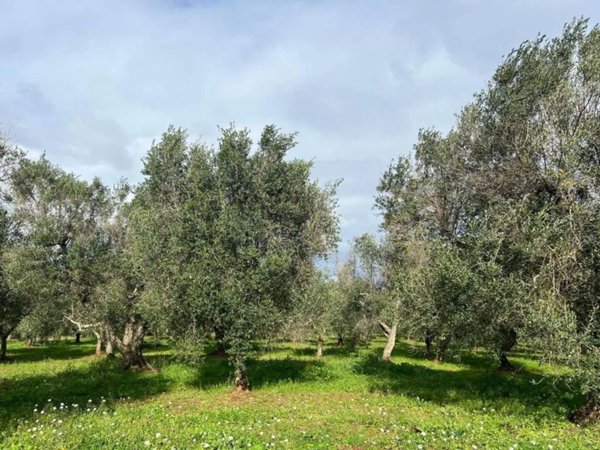 casa indipendente in vendita a Ceglie Messapica