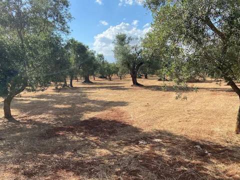 terreno agricolo in vendita a Ceglie Messapica