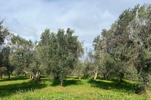 terreno in vendita a Ceglie Messapica